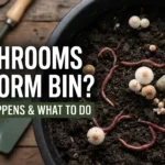 Bright yellow mushrooms growing alongside a red wiggler worm inside a damp indoor compost bin.