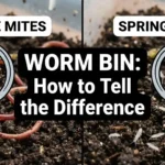 White Mites vs Springtails in a Worm Bin