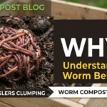 Why Are My Red Wigglers Clumping Together in a Ball