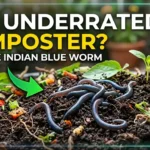 Indian Blue Worms: The Underrated Composting Worm Nobody Talks About