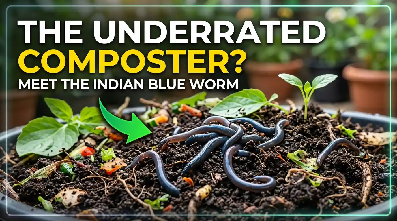 Indian Blue Worms: The Underrated Composting Worm Nobody Talks About