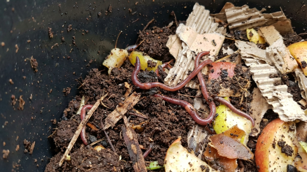 close-up of ants and compost worms in a vermicompost bin