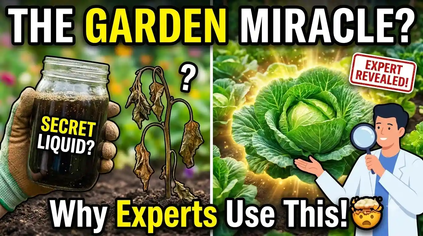 What is Vermicompost Tea Used For