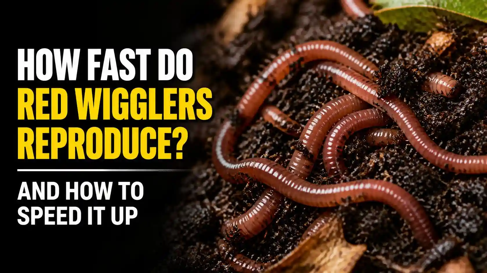 how fast do red wigglers reproduce